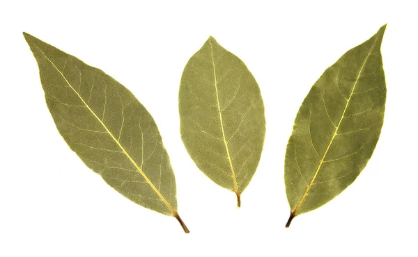 Листья залива изолированы на белом фоне — стоковое фото
