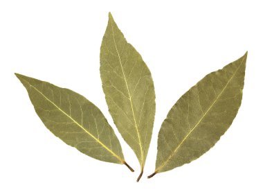 Körfez yaprakları beyaz arkaplanda izole