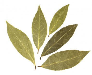 Körfez yaprakları beyaz arkaplanda izole