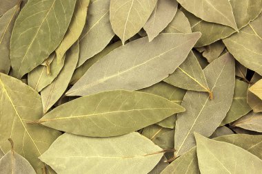 Arka plan doku olarak kuru Defne defne yaprakları