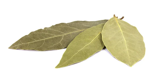 Körfez yaprakları beyaz arkaplanda izole