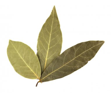Körfez yaprakları beyaz arkaplanda izole