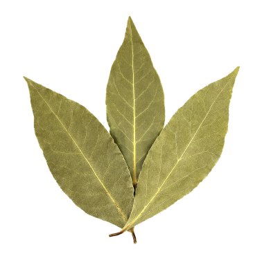 Körfez yaprakları beyaz arkaplanda izole
