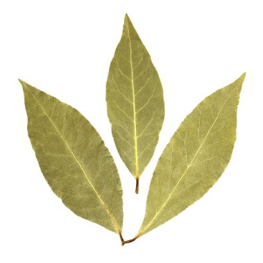 Körfez yaprakları beyaz arkaplanda izole