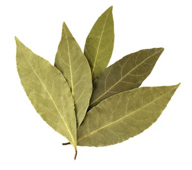 Körfez yaprakları beyaz arkaplanda izole