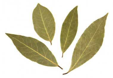 Körfez yaprakları beyaz arkaplanda izole