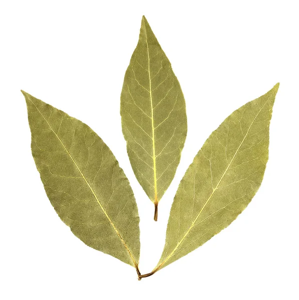 Körfez yaprakları beyaz arkaplanda izole
