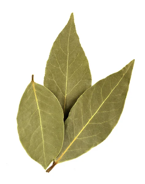 Hojas de laurel aisladas sobre fondo blanco — Foto de Stock