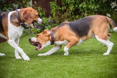 iki beagles mücadele oynamak 