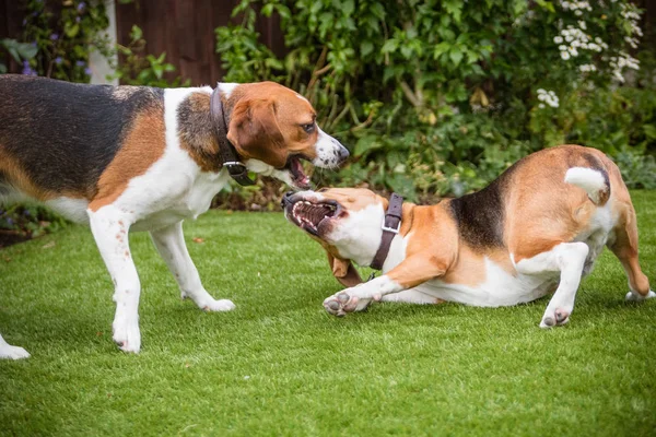 Dos beagles jugar lucha — Foto de Stock