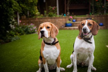 döşeme ve çim üzerinde oturarak iki beagles