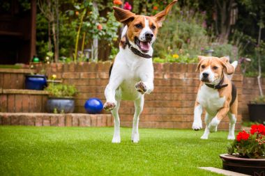 Biraz ot Park üzerinde çalışan beagle köpek