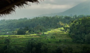 Yeşil pirinç tarlaları Bali