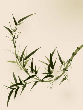 Bambu ağacının yaprakları ile