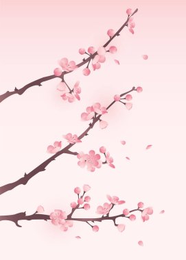 Çiçek açan kiraz dalları