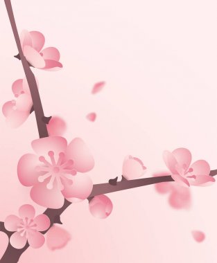 Çiçek açan kiraz dalı