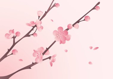 Çiçek açan kiraz dalları