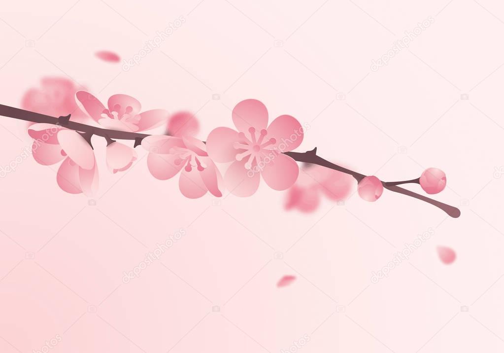 blossoming cherry branch