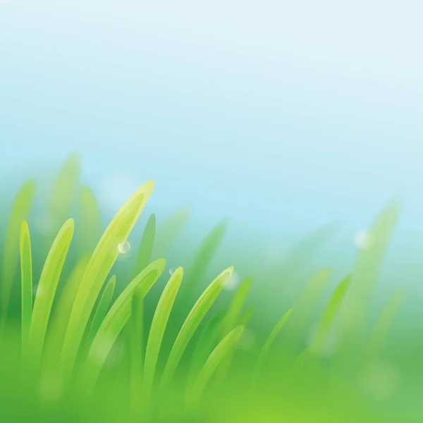 Zöld fű harmattal napkeltekor — Stock Vector