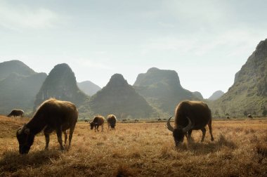 buffalo on drygrass mountain clipart
