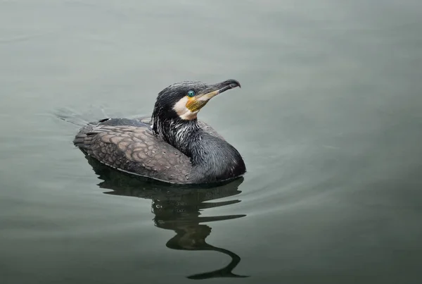 Cormorant Bird in the Water