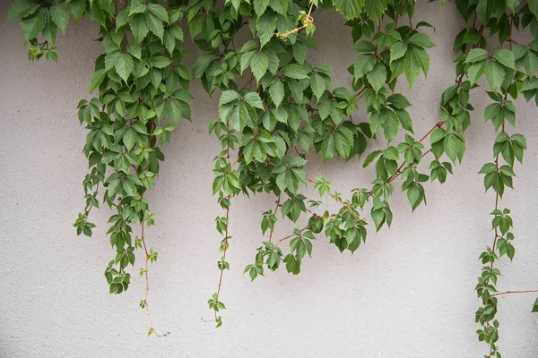 Ramos de uvas selvagens contra uma parede cinza — Fotografia de Stock