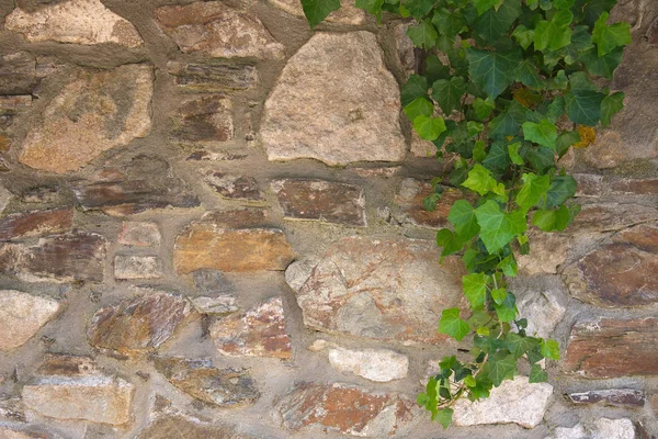 Green ivy on stonewall — Stock Photo, Image