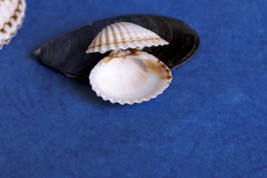 Mavi arka planda deniz kabuğu