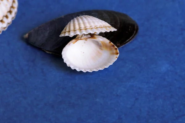 Seashell on a blue background — Stock Photo, Image