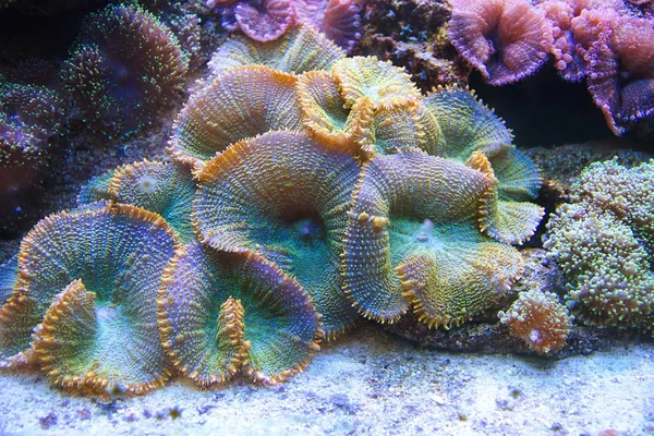 Piękne kolorowe korale na dnie akwarium — Zdjęcie stockowe