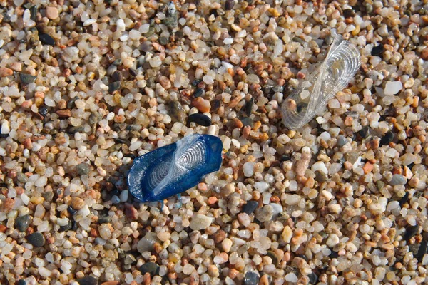 Small jellyfish on pebbles on the beach close-up — Stock Photo, Image