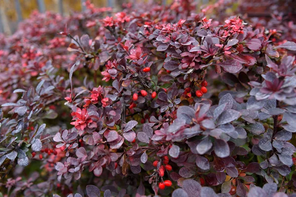 Berberis Thunbergii Rojo Otoño —  Fotos de Stock