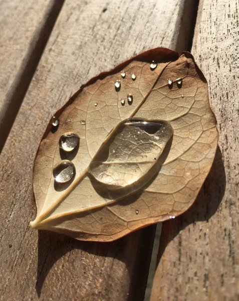 Gotas de água em uma licença de outono — Fotografia de Stock