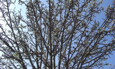 Güne göre Hollandalı bir manzara çeşitli renklerde