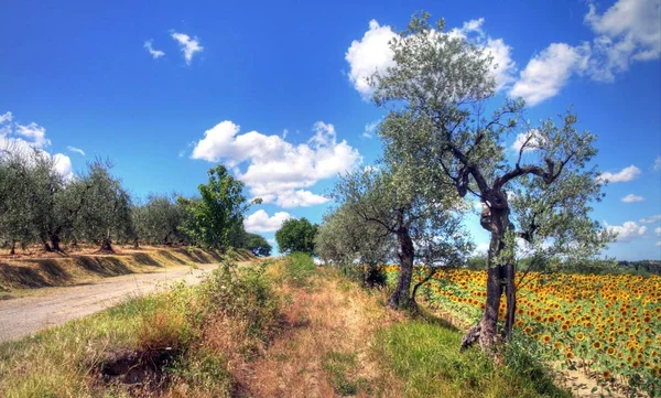 Verano en Toscana, Italia —  Fotos de Stock