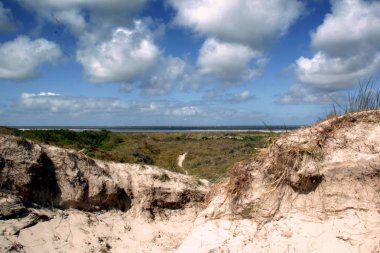 Güneşli bir Hollandalı yaban hayatı