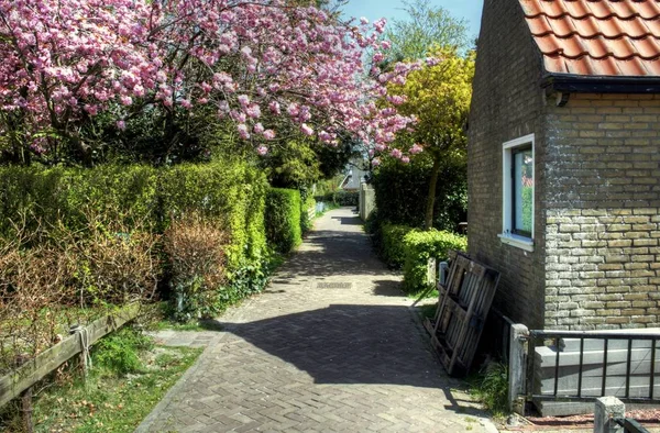 Holenderski dzikość w słoneczny dzień — Zdjęcie stockowe
