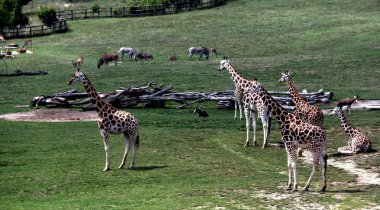 açık bir günde çek günlük hayatta bir görünüm