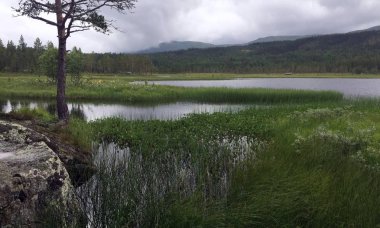 Norveç ortamındaki kaba doğa