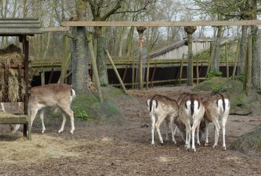 Amsterdam ormanda bir yürüyüş