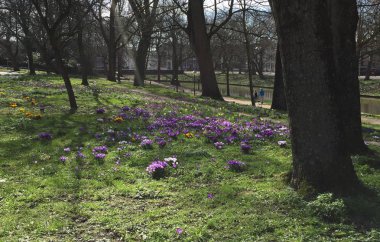 Amsterdam ormanda bir yürüyüş