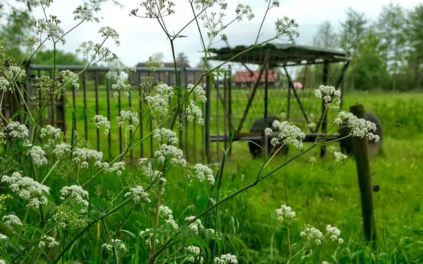 Tipikus holland természet egy tavaszi napon — Stock Fotó