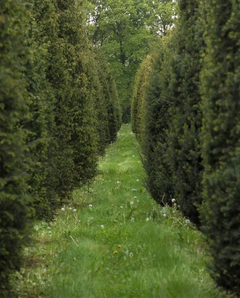 Typowa holenderska natura w wiosenny dzień — Zdjęcie stockowe