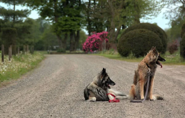 Typisch holländische Natur an einem Frühlingstag — Stockfoto