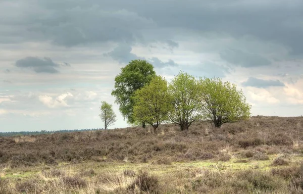 Bir bahar gününde tipik Hollandalı doğası — Stok fotoğraf