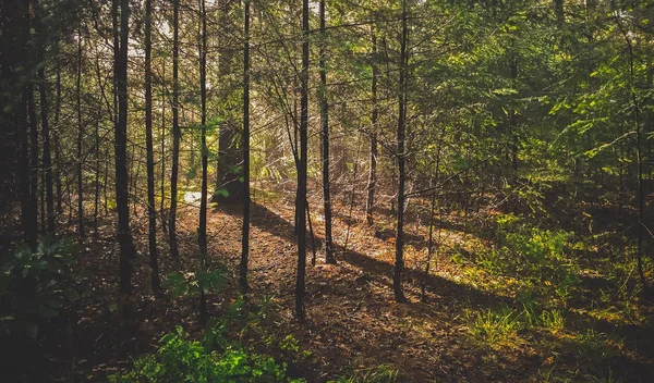 Holandské léto v Nizozemsku — Stock fotografie