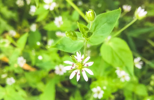 Natura olandese ad Amsterdam, Paesi Bassi — Foto Stock