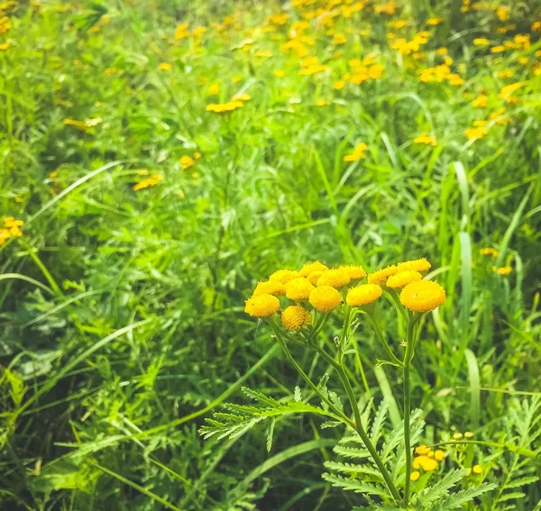 Natura olandese ad Amsterdam, Paesi Bassi — Foto Stock