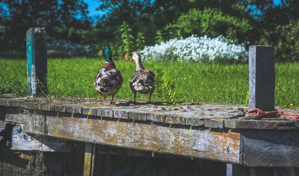 Dois patos sentados num cais perto da relva — Fotografia de Stock