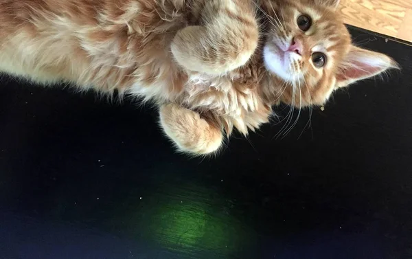 Red Main Coon gatito — Foto de Stock